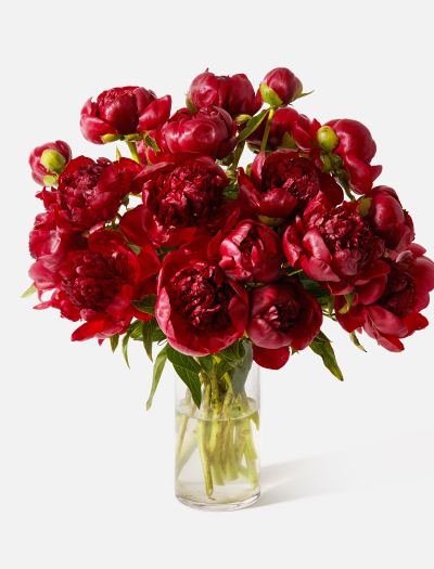 Double The Cherry-FLRL-D-10042